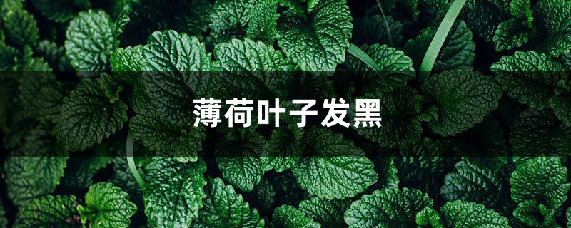 薄荷葉子發黑，薄荷葉子長黑斑怎麼辦