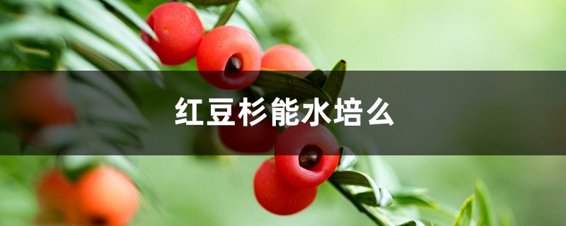 紅豆杉能水培麼