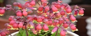 宮燈長壽花怎麼繁殖