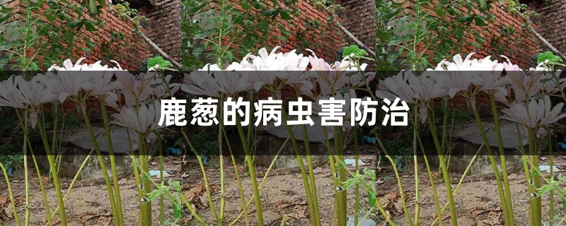 鹿蔥的病蟲害防治
