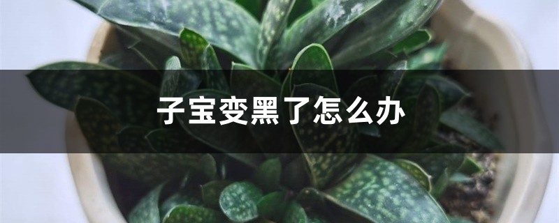 子寶變黑了怎麼辦