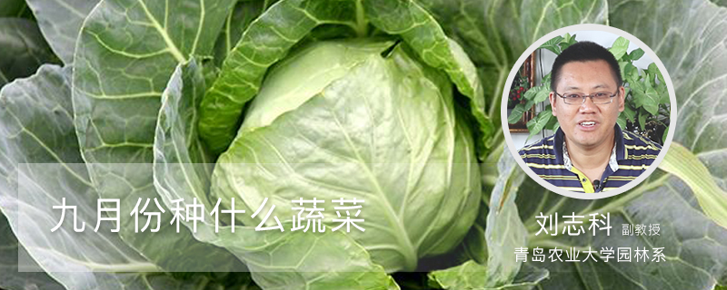 九月份種什麼蔬菜