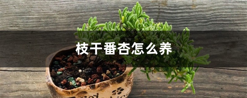 枝幹番杏怎麼養