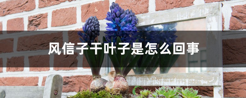 風信子幹葉子是怎麼回事
