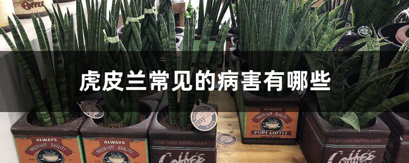 虎皮蘭常見的病害有哪些，如何進行防治