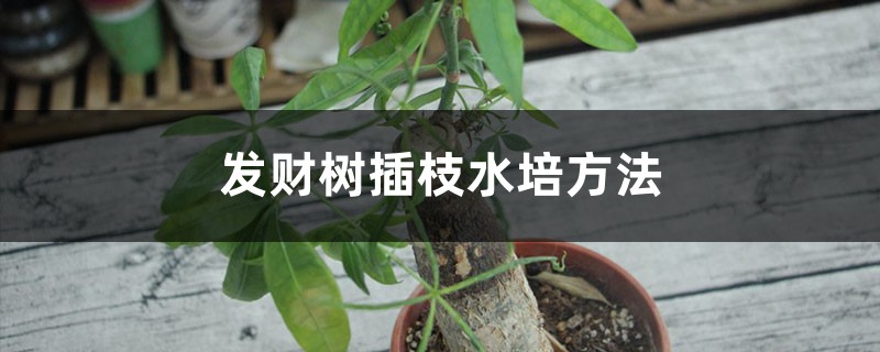 發財樹插枝水培方法