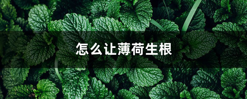 怎麼讓薄荷生根，水培生根後怎麼養