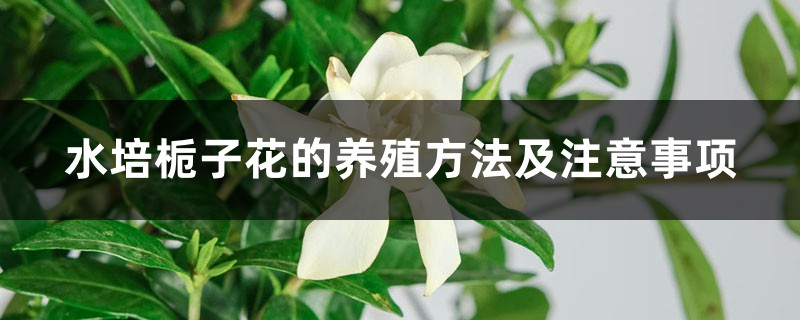 水培梔子花的養殖方法及注意事項