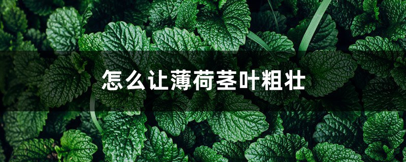 怎麼讓薄荷莖葉粗壯，怎麼修剪