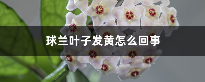 球蘭葉子發黃怎麼回事，為什麼會黃葉