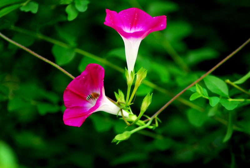 牽牛花圖片