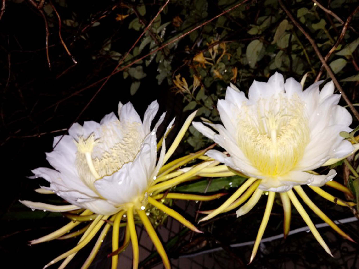 曇花