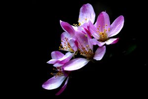 垂枝海棠什麼時候開花