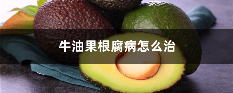 牛油果根腐病怎麼治，牛油果病害