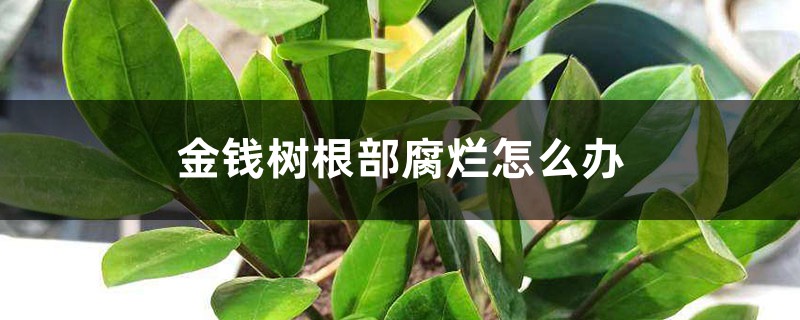 金錢樹根部腐爛怎麼辦，爛根了怎麼解救