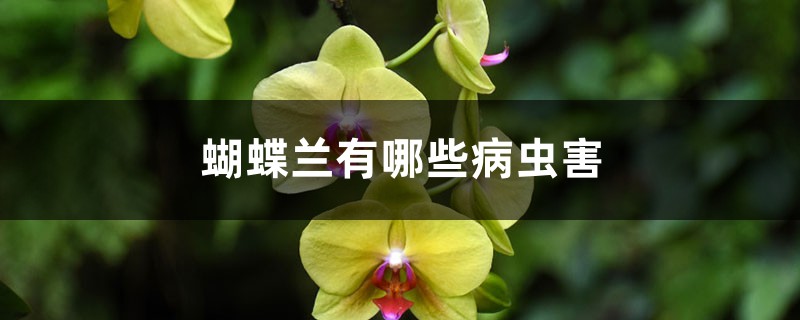 蝴蝶蘭有哪些病蟲害，病蟲害用什麼藥