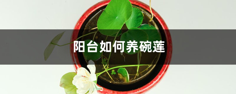 陽臺如何養碗蓮，需要注意什麼