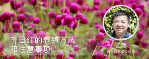 千日紅的養殖方法和注意事項
