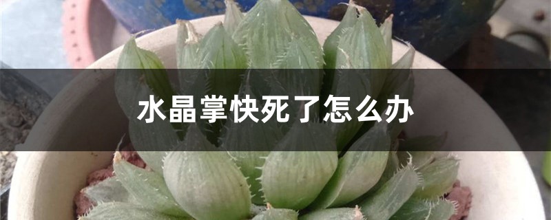 水晶掌快死了怎麼辦