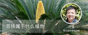 蘇鐵屬於什麼植物