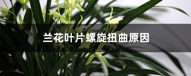 蘭花葉片螺旋扭曲原因，葉面捲曲會恢復嗎