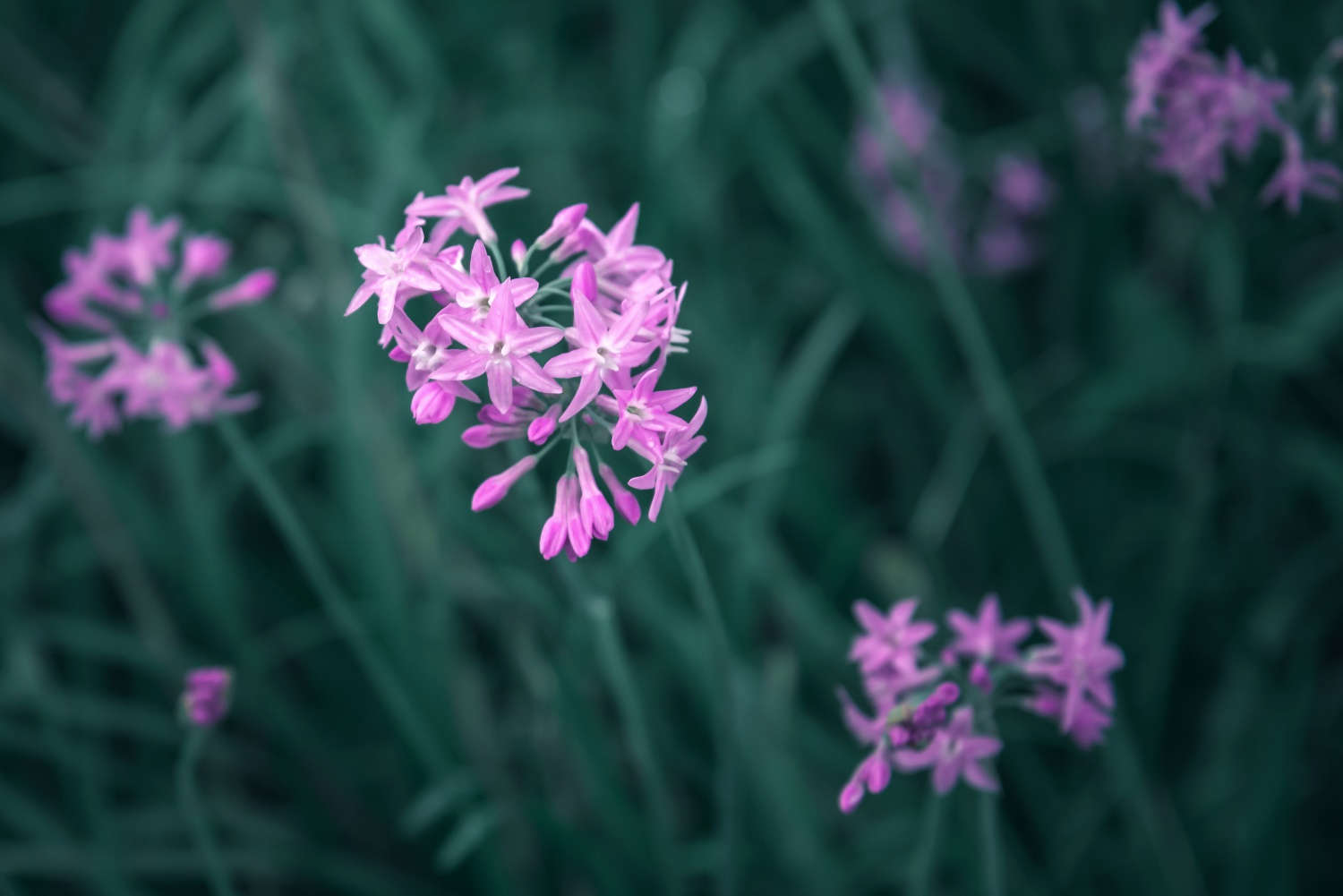 紫嬌花