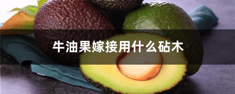 牛油果嫁接用什麼砧木，牛油果樹如何嫁接