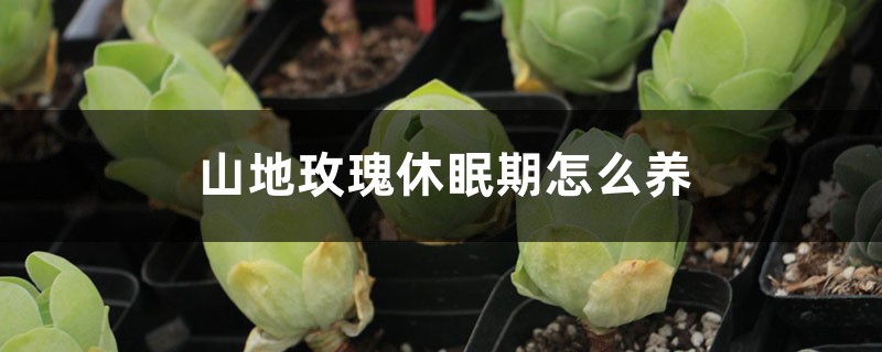 山地玫瑰休眠期怎麼養