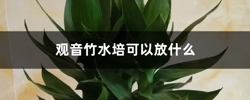 觀音竹水培可以放什麼