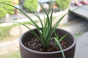 垂花水塔花葉尖枯焦、根莖腐爛怎麼辦