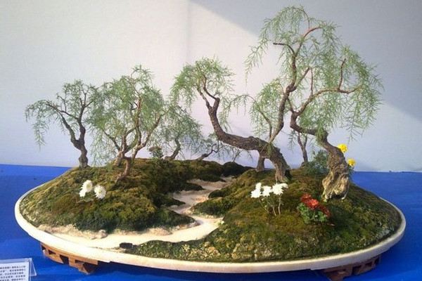 垂柳式檉柳盆景的製作