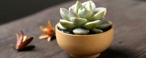 白牡丹怎麼施肥