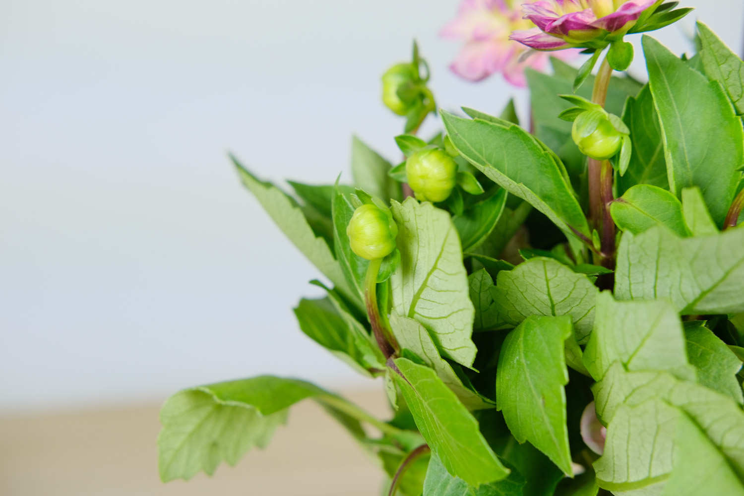 小麗花