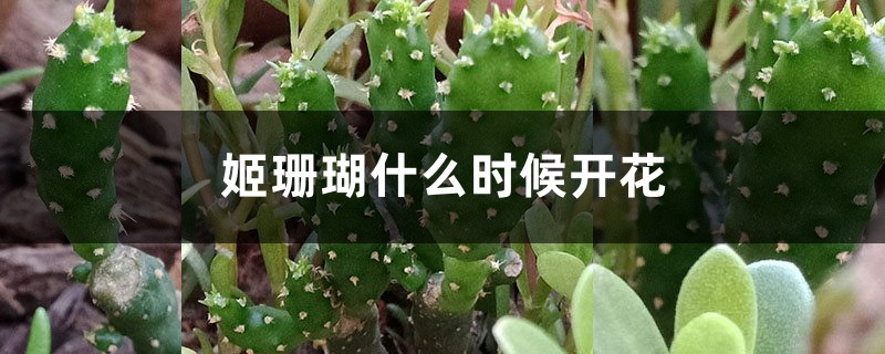 姬珊瑚什麼時候開花