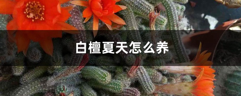 白檀夏天怎麼養