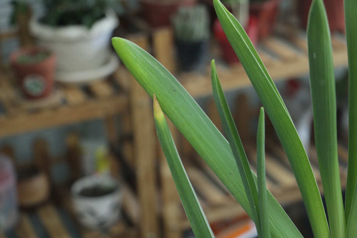 風信子