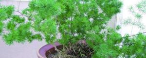 新栽的蓬萊松葉子黃了、掉落怎麼處理