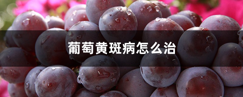 葡萄黃斑病怎麼治，用什麼藥