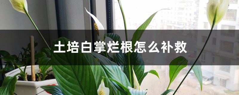 土培白掌爛根怎麼補救