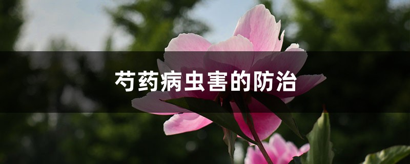 芍藥病蟲害的防治，芍藥需要驅蟲嗎
