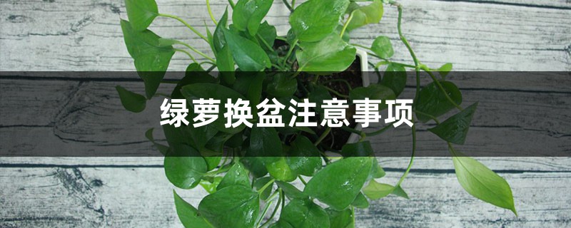 綠蘿換盆注意事項