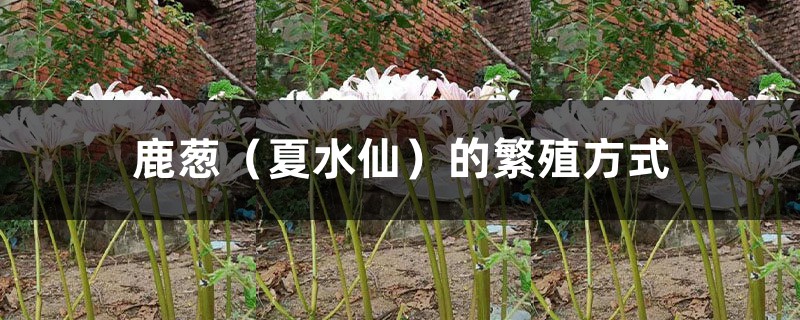 鹿蔥（夏水仙）的繁殖方式