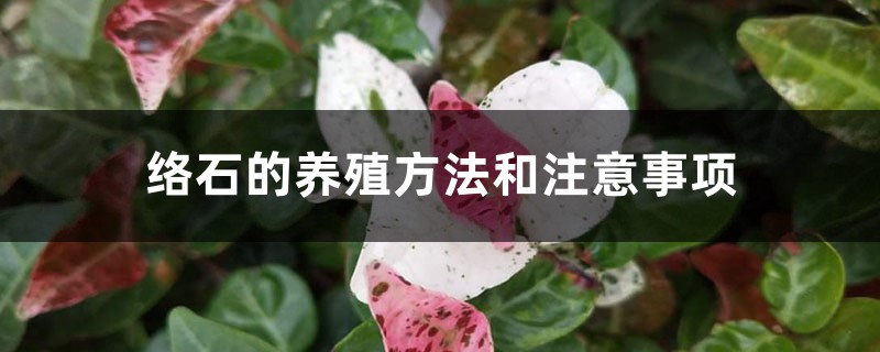 絡石的養殖方法和注意事項