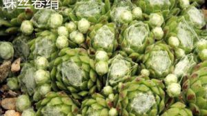 蛛絲卷絹和毛卷娟、紅卷娟的區別