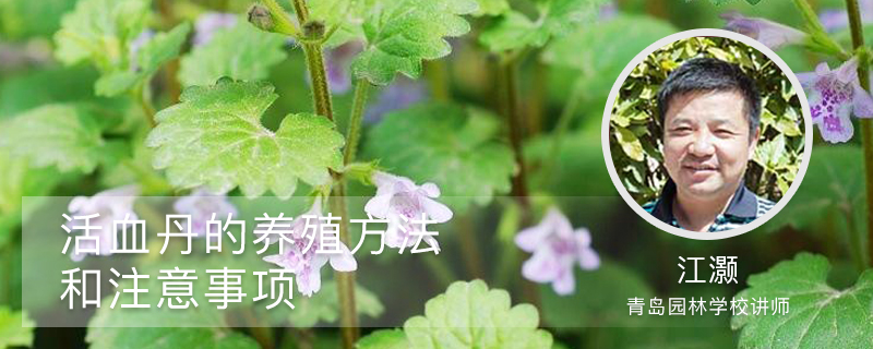 活血丹的養殖方法和注意事項