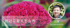 雞冠花夏天怎麼養