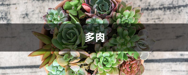夏天多肉吊著養，分分鐘爆盆成瀑布，比露養還強！
