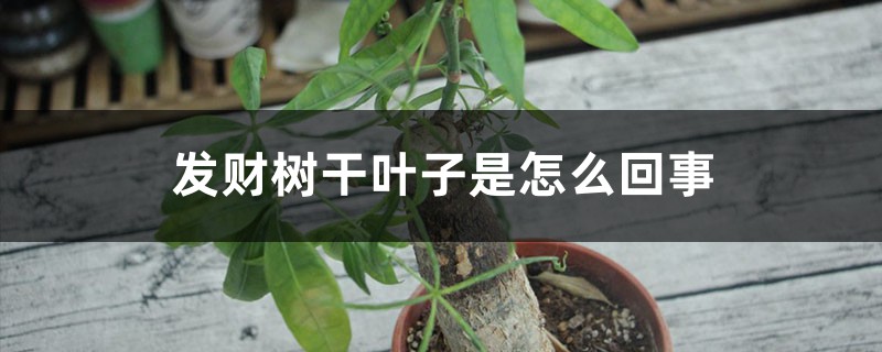 發財樹幹葉子是怎麼回事