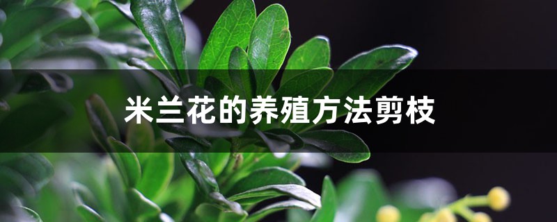 米蘭花的養殖方法剪枝