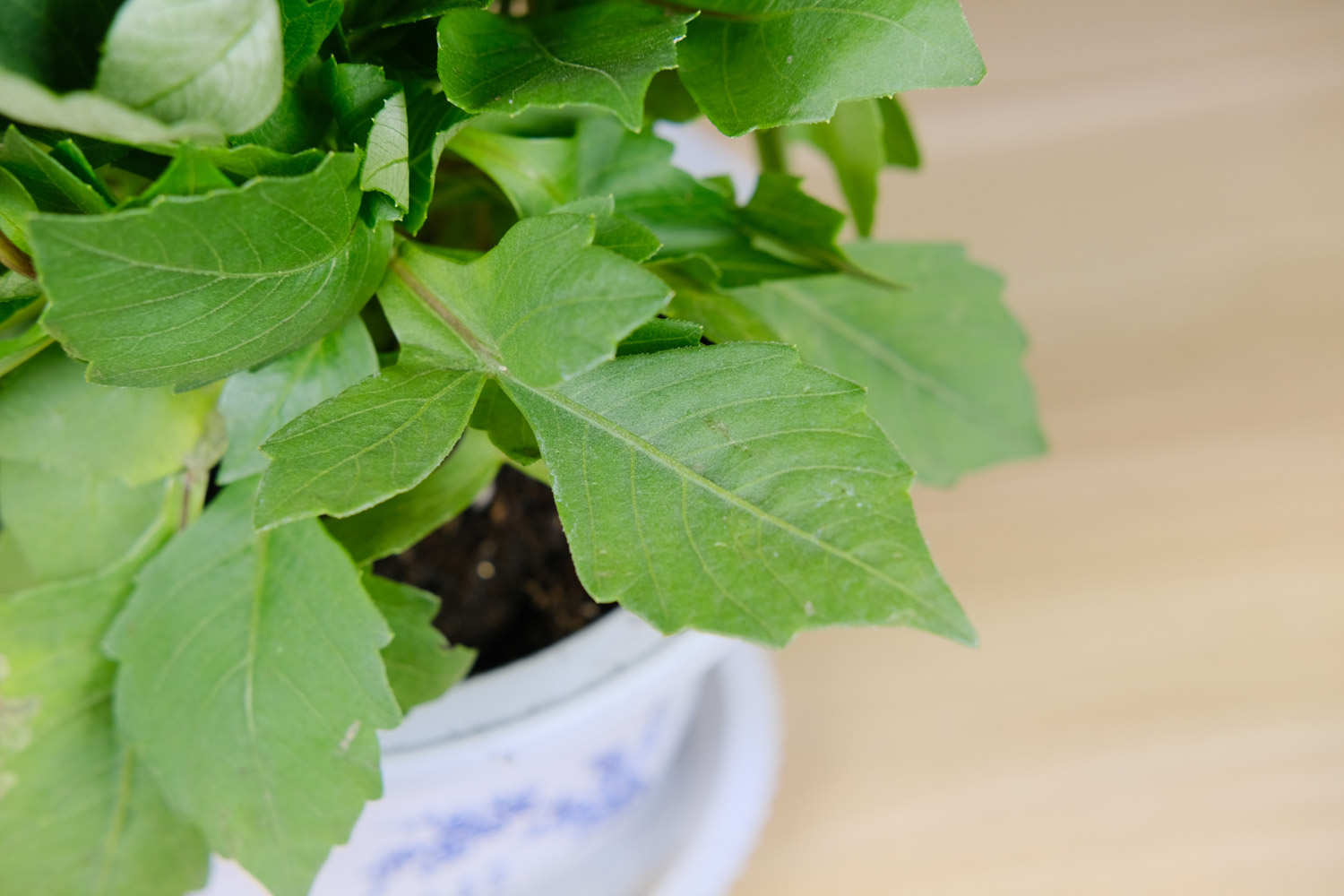 小麗花